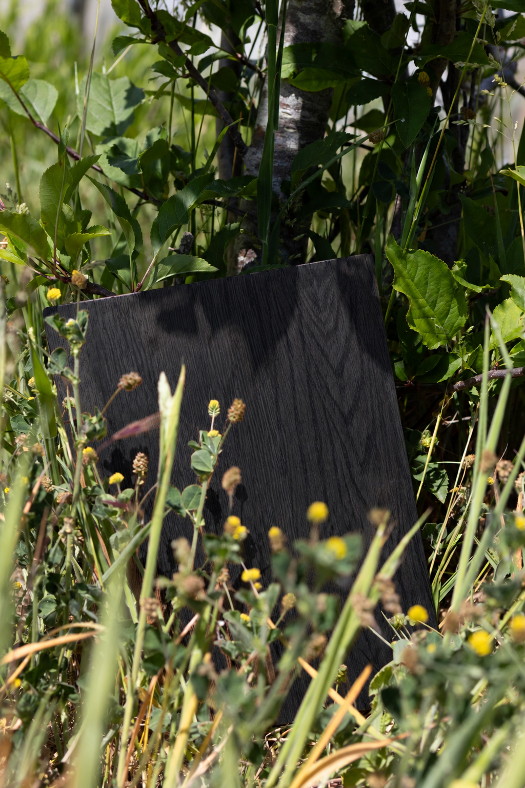 Black Oiled Crown Oak Sample