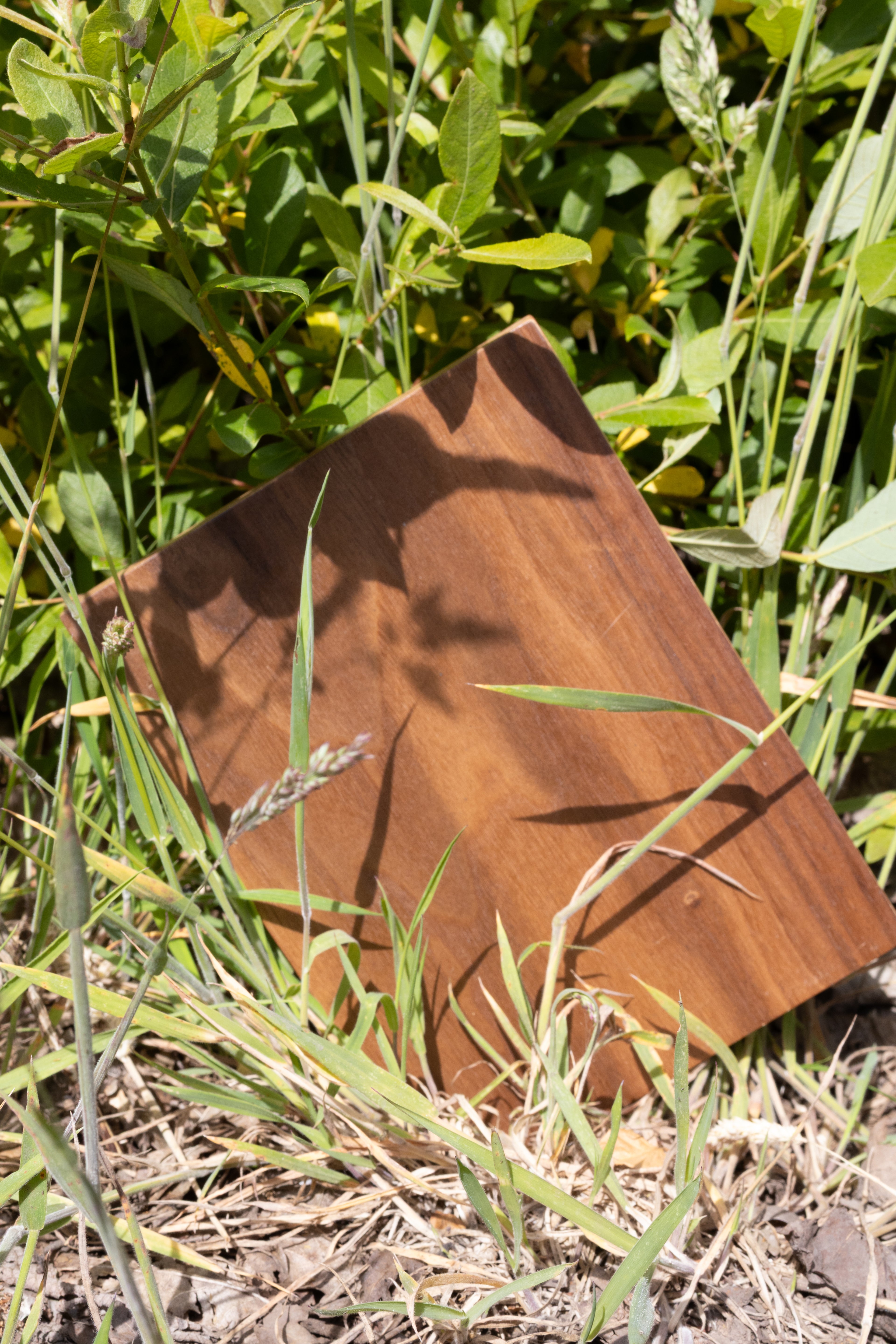 Walnut Sample