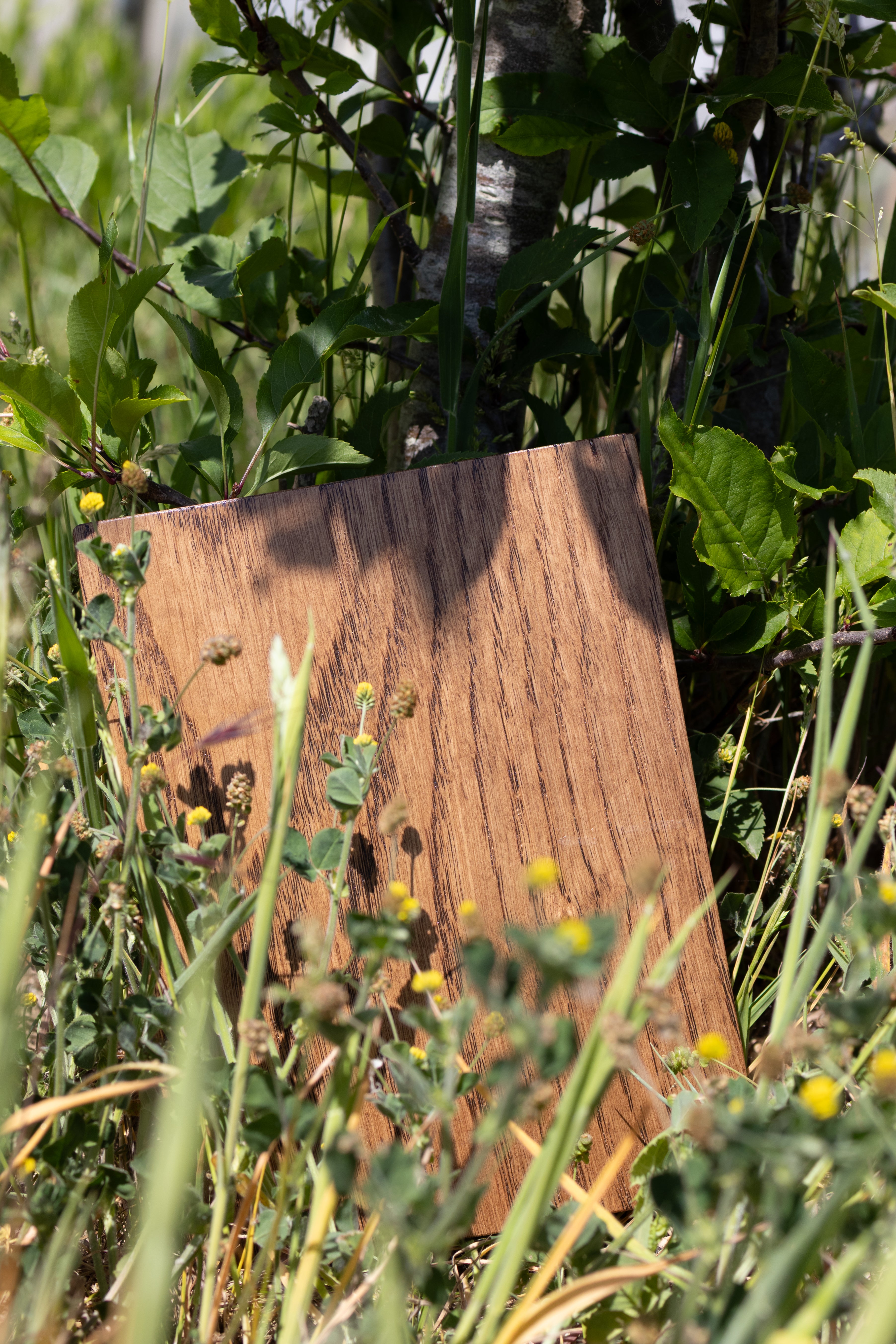 Brown Oak Sample