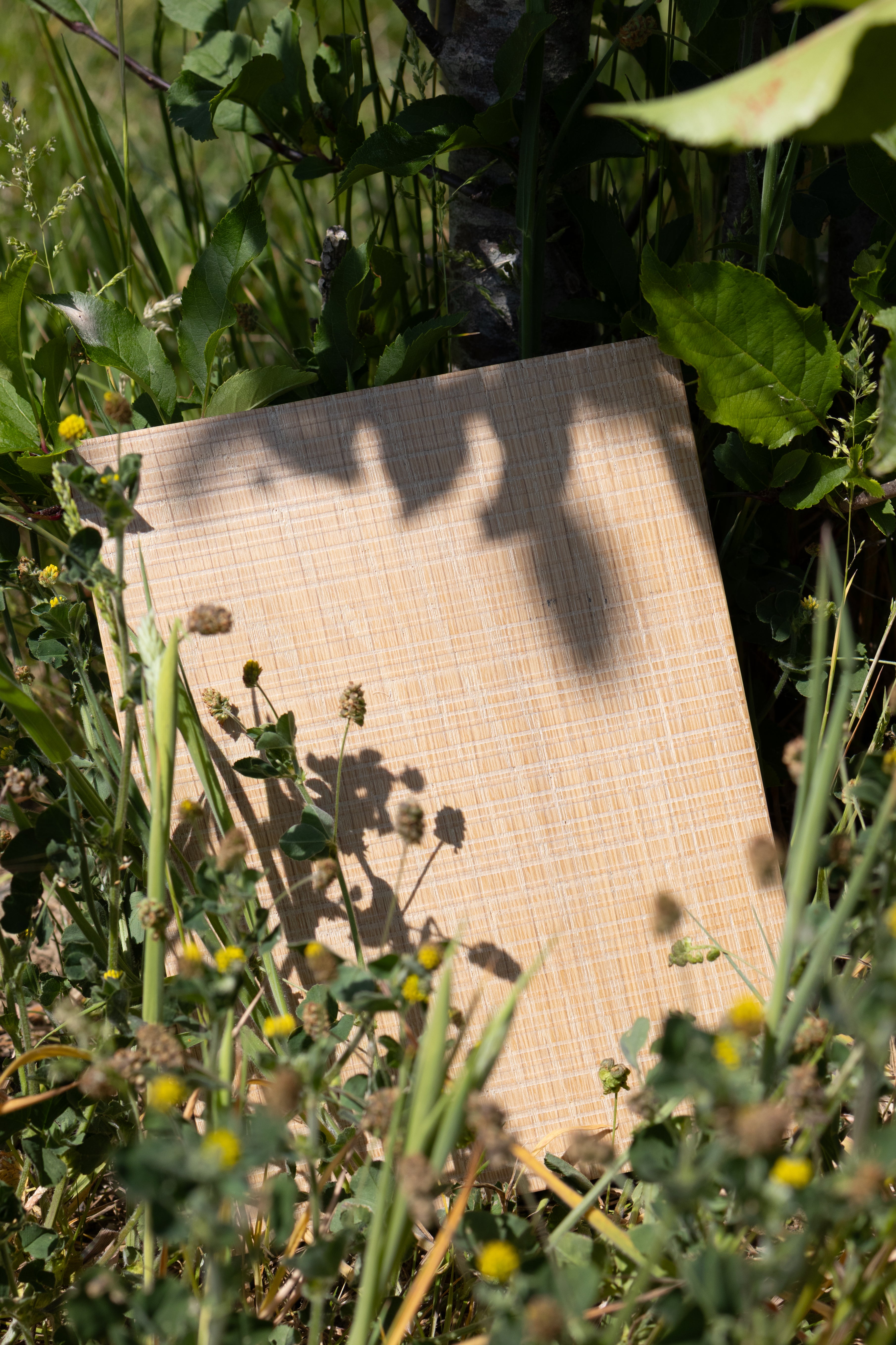 Raw Oiled Textured Oak Sample