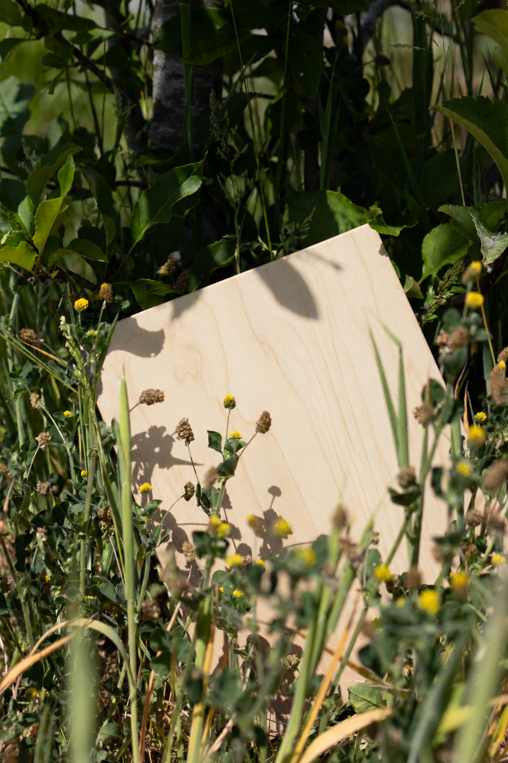 White Oiled Birch Sample