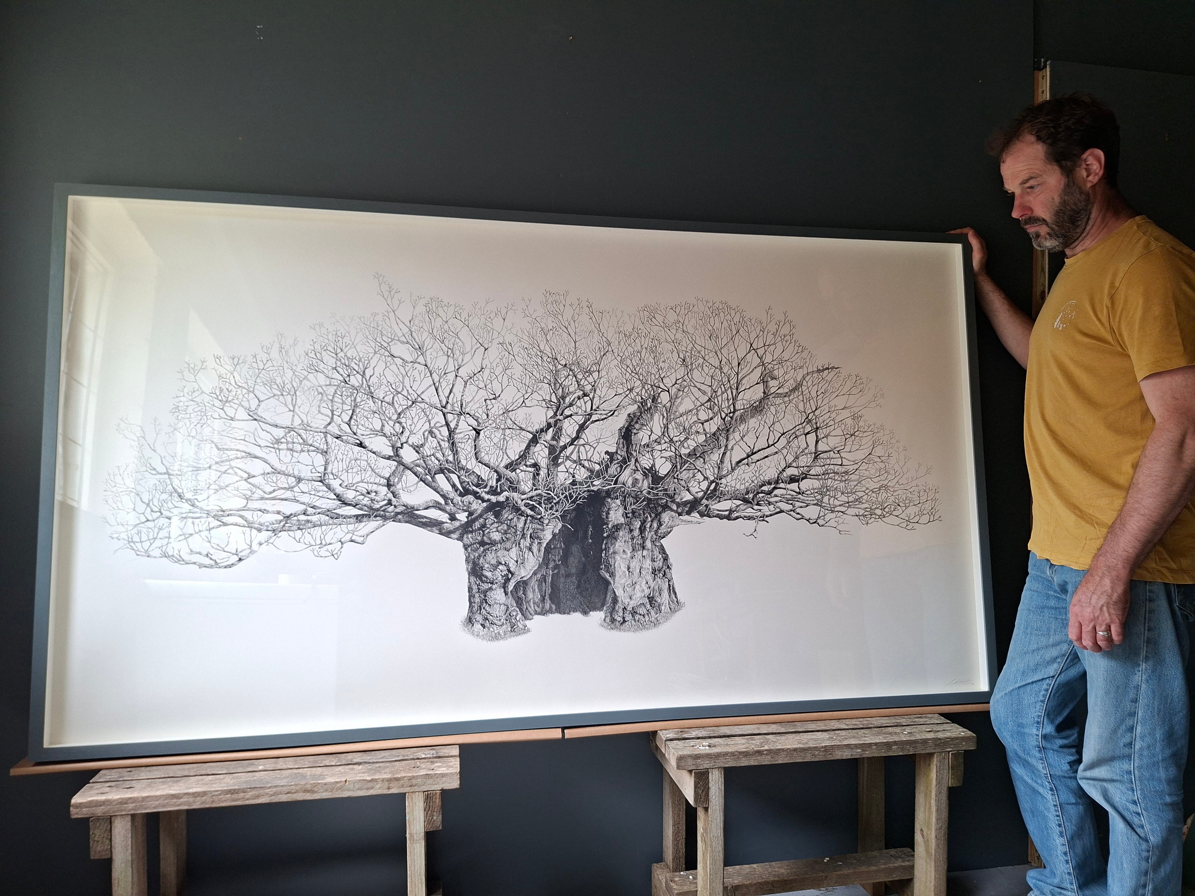 Detailed monochrome botanical drawing of an ancient oak tree by Nick McMillen